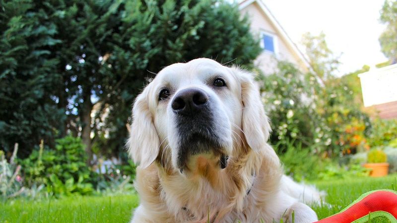 A calm golden retriever lying on the grass in a planted back garden