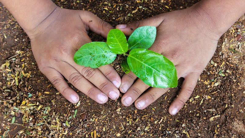 Two hands cupping loose brown garden soil around a young seedling