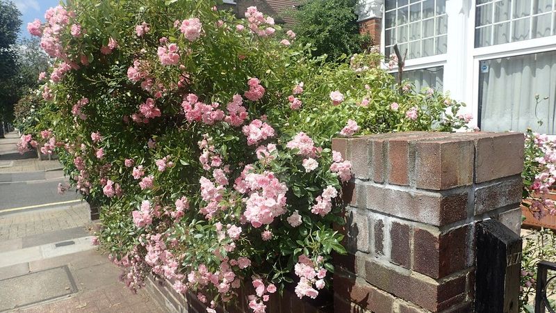 A large established rose covered in pink blooms spilling over the brick wall of a front garden